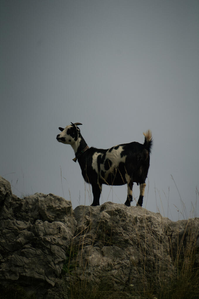 Fotografía