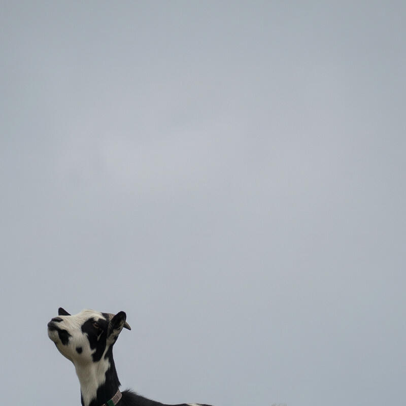 Fotografía Fija